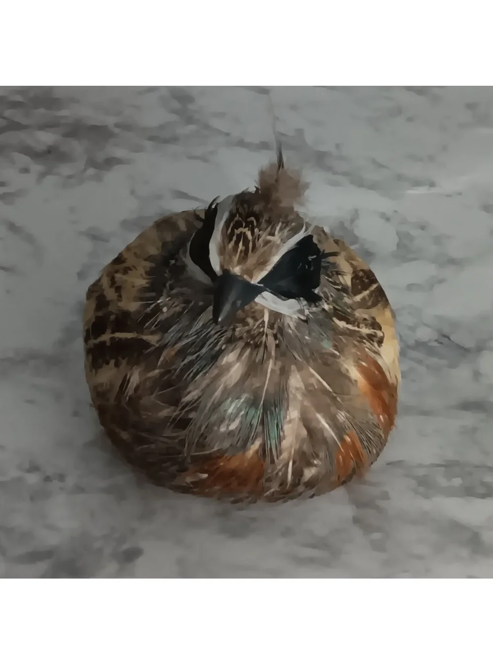 N/A adorable feathered